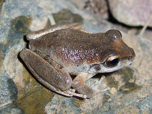 Booroolong frog